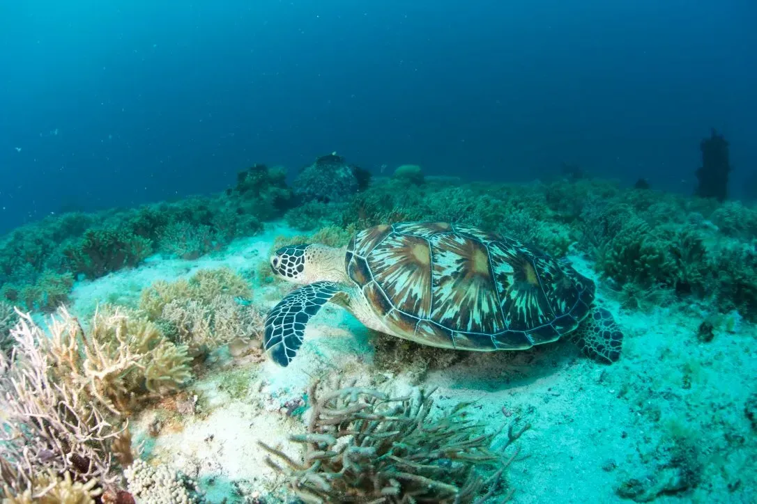 Филиппины, май 2025