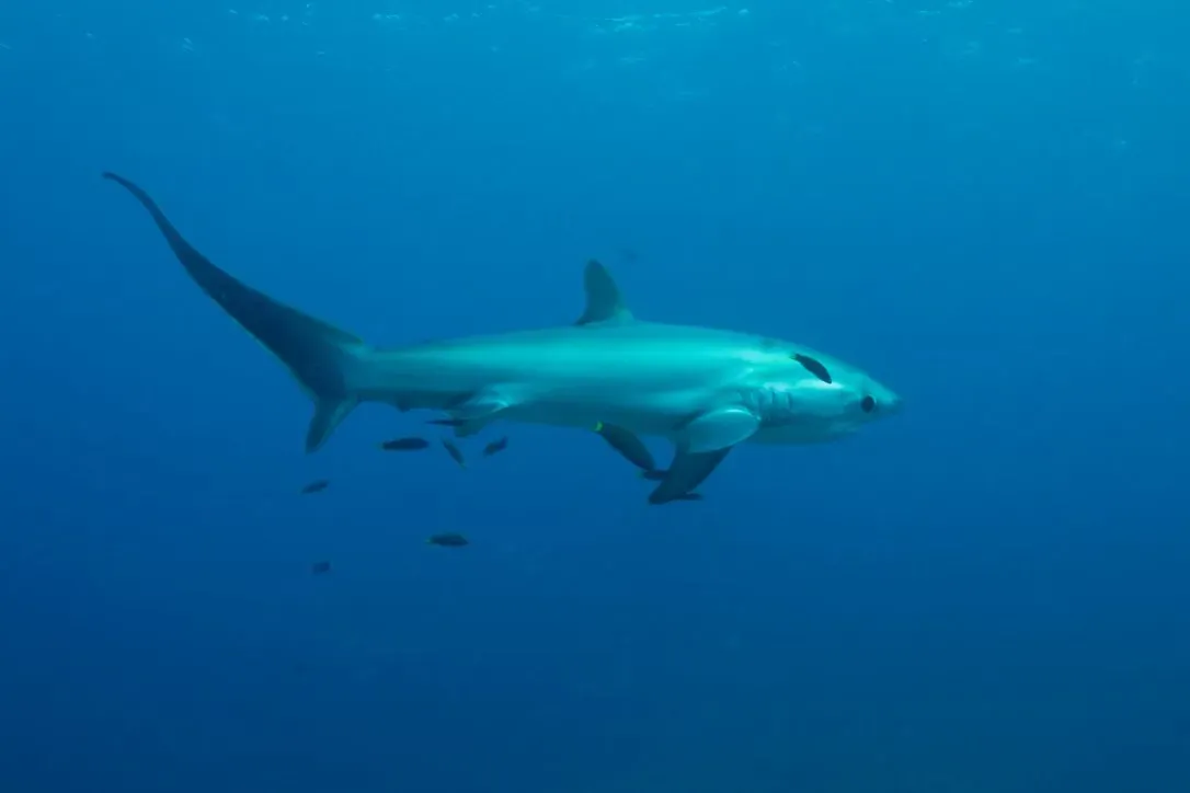 Филиппины, май 2025