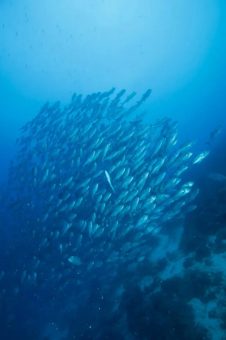 Филиппины, май 2025