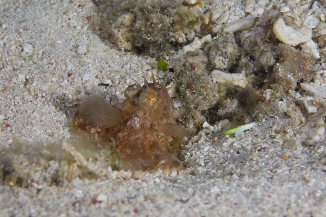 Филиппины, май 2025