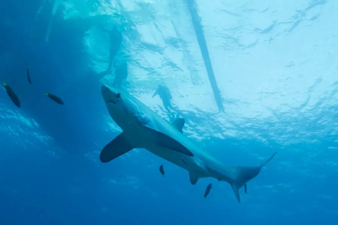 Филиппины, май 2025