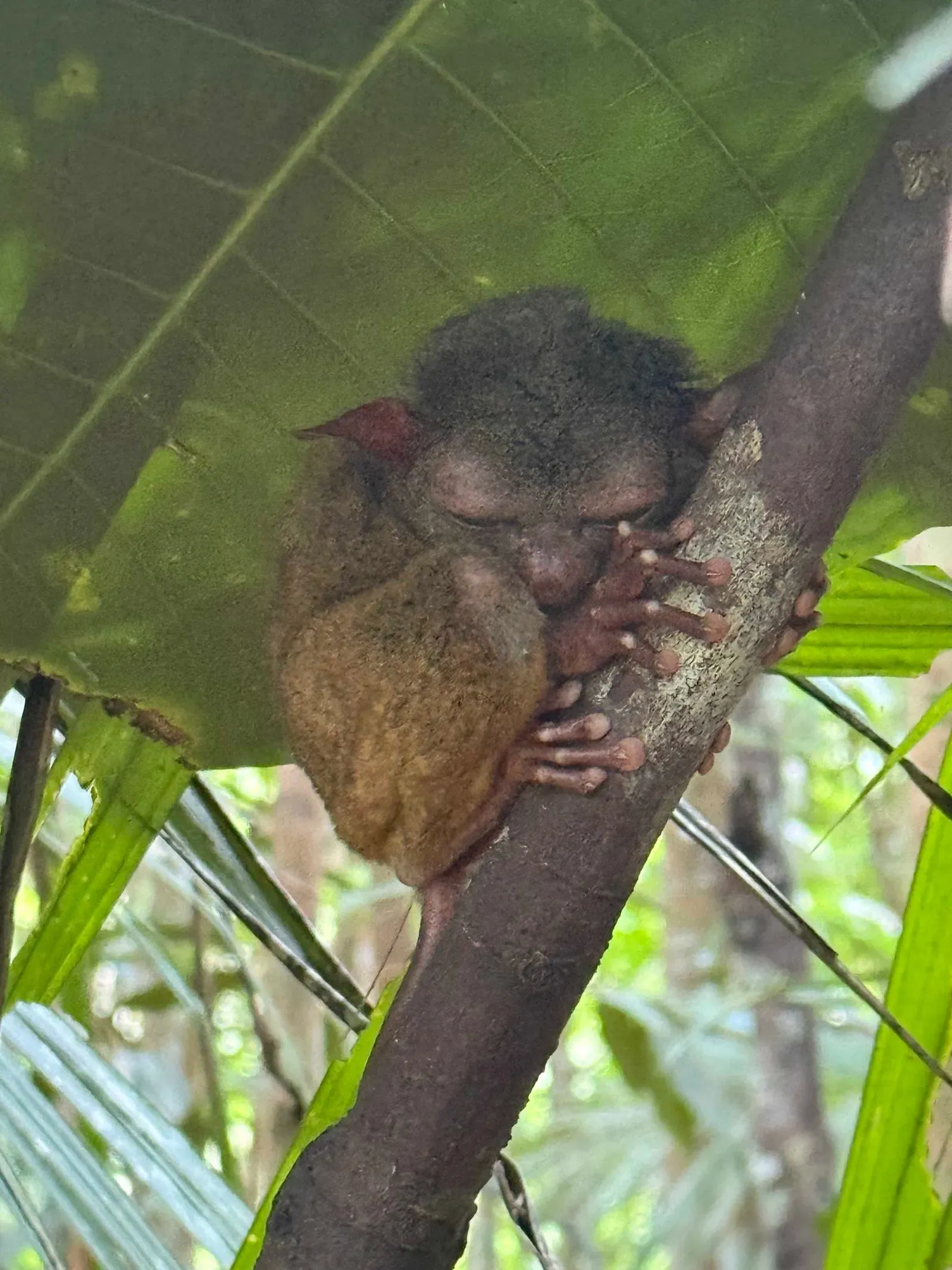 Филиппины, май 2025