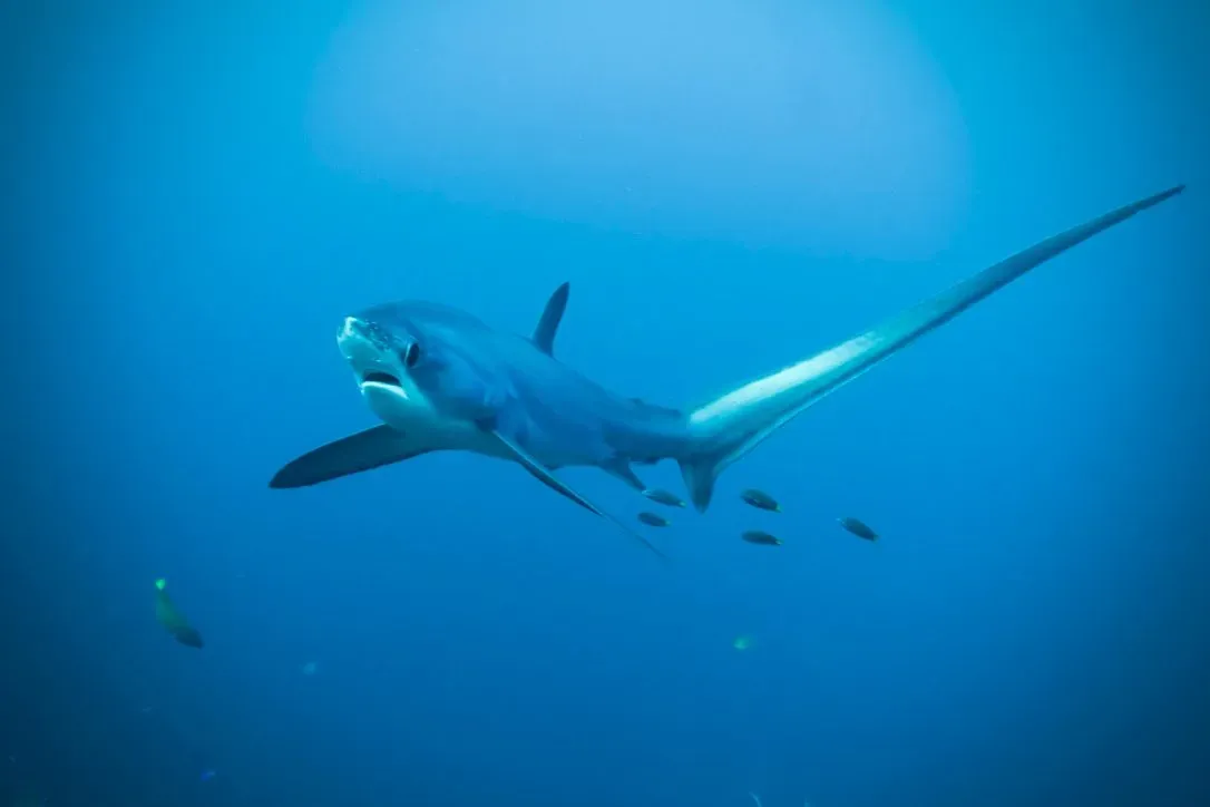 Филиппины, май 2025