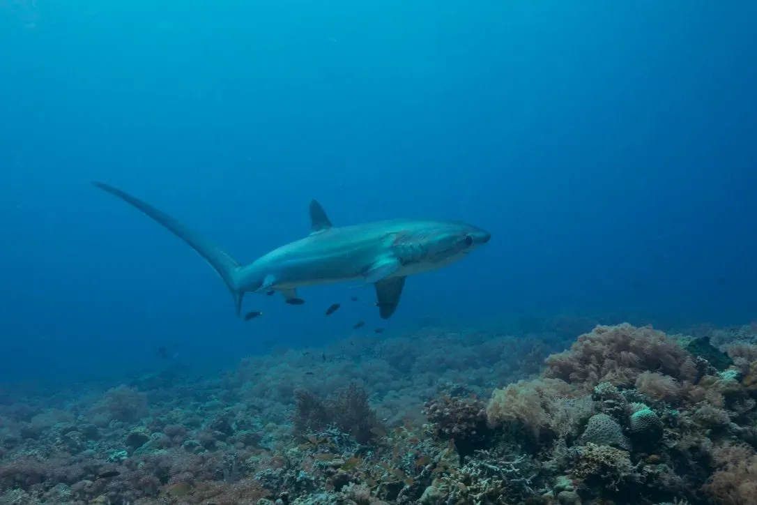 Филиппины, май 2025