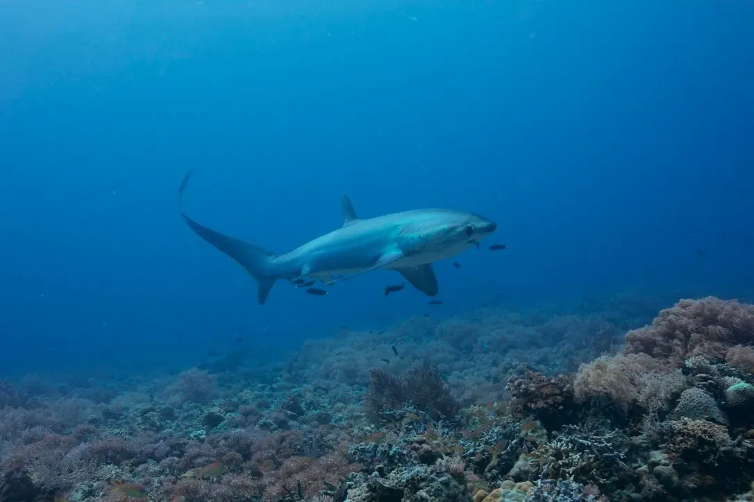 Филиппины, май 2025