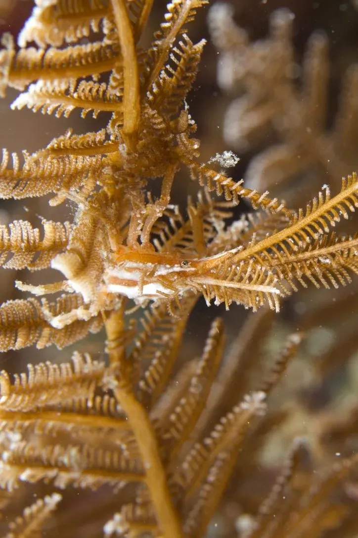 Филиппины, май 2025