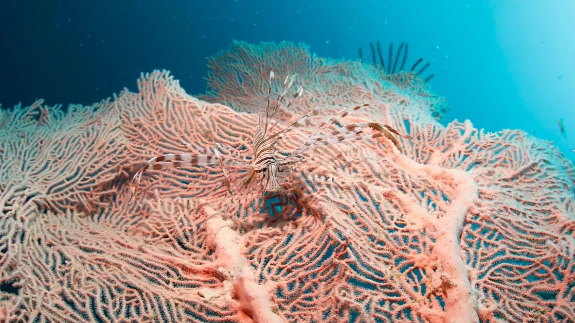 Филиппины, май 2025