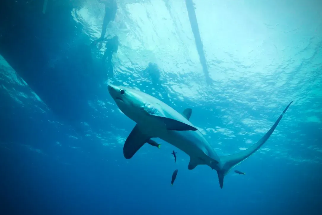 Филиппины, май 2025