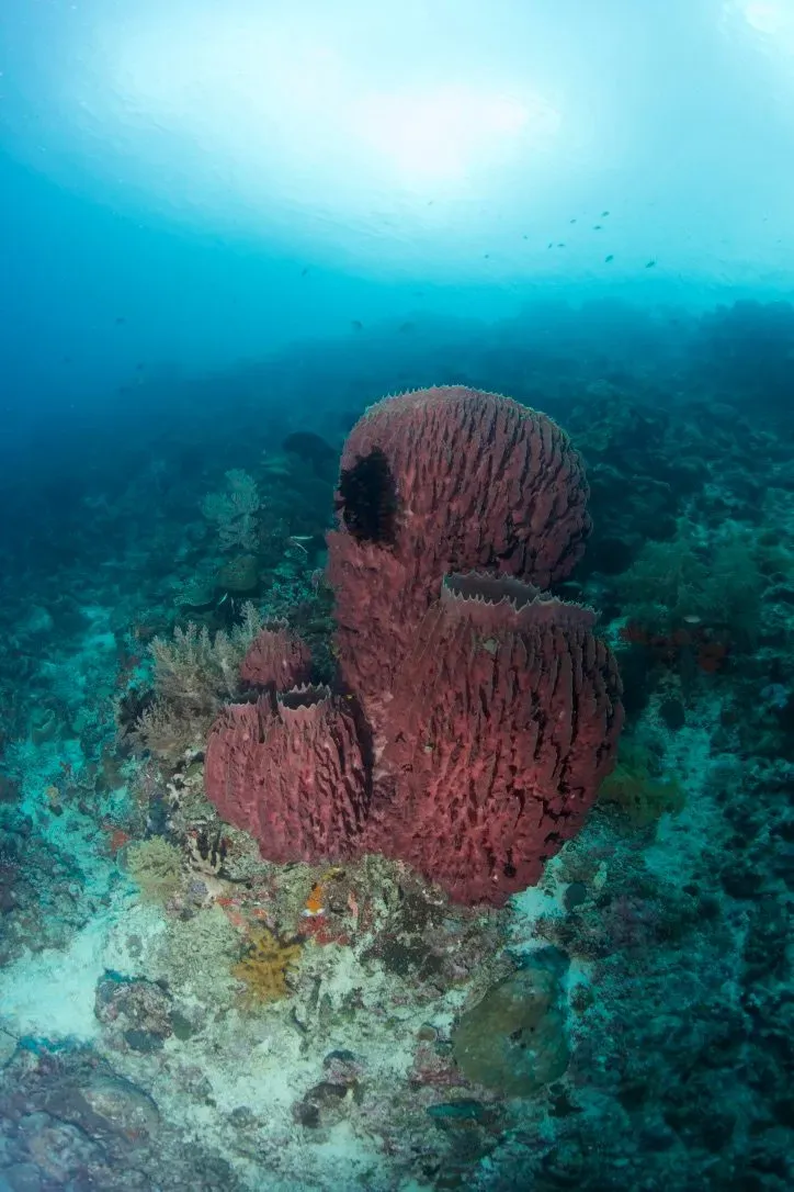 Филиппины, май 2025