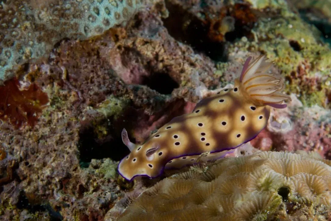 Филиппины, май 2025