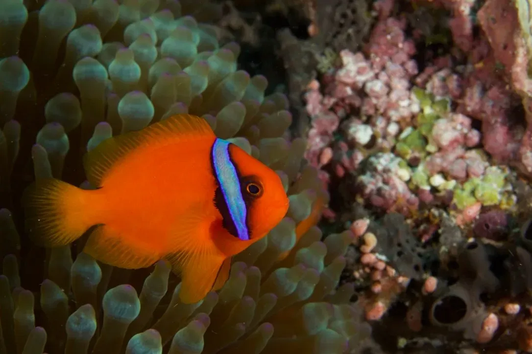 Филиппины, май 2025