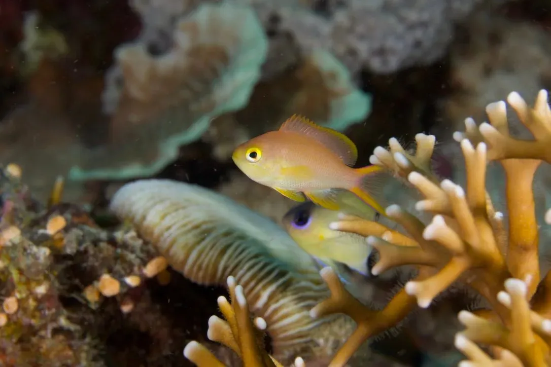 Филиппины, май 2025