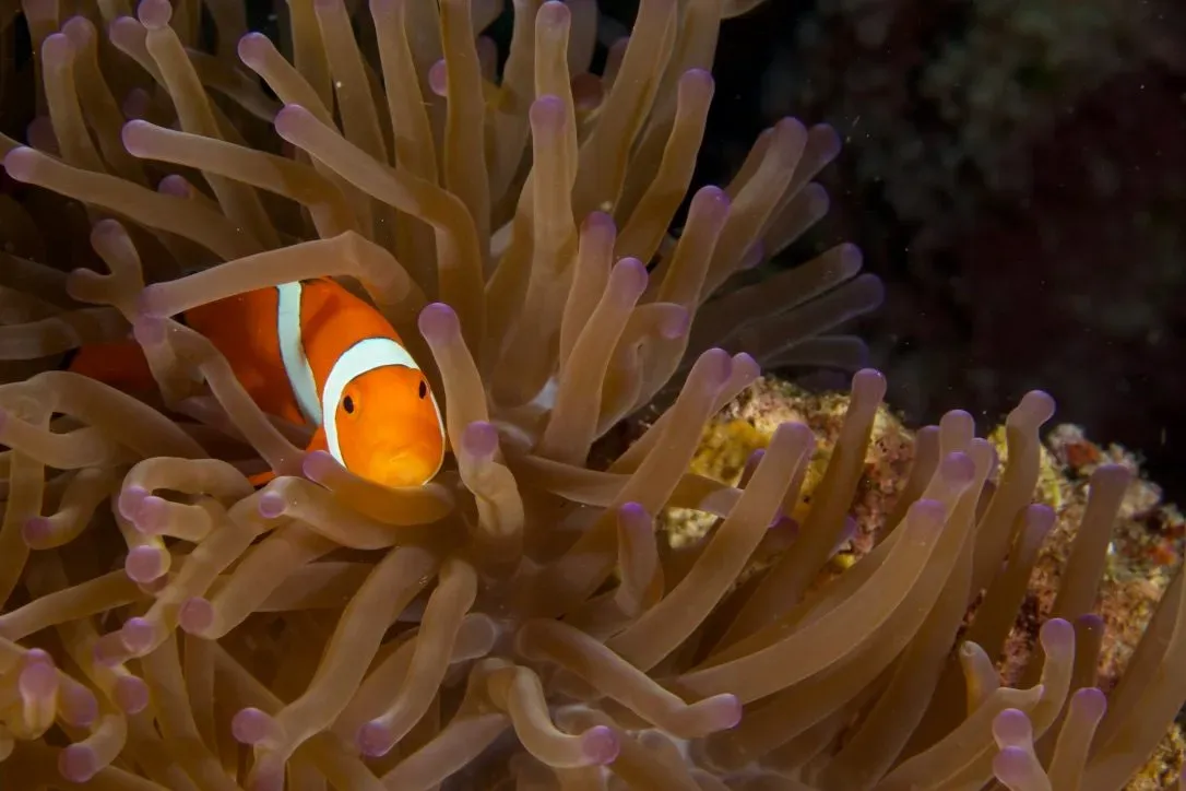 Филиппины, май 2025