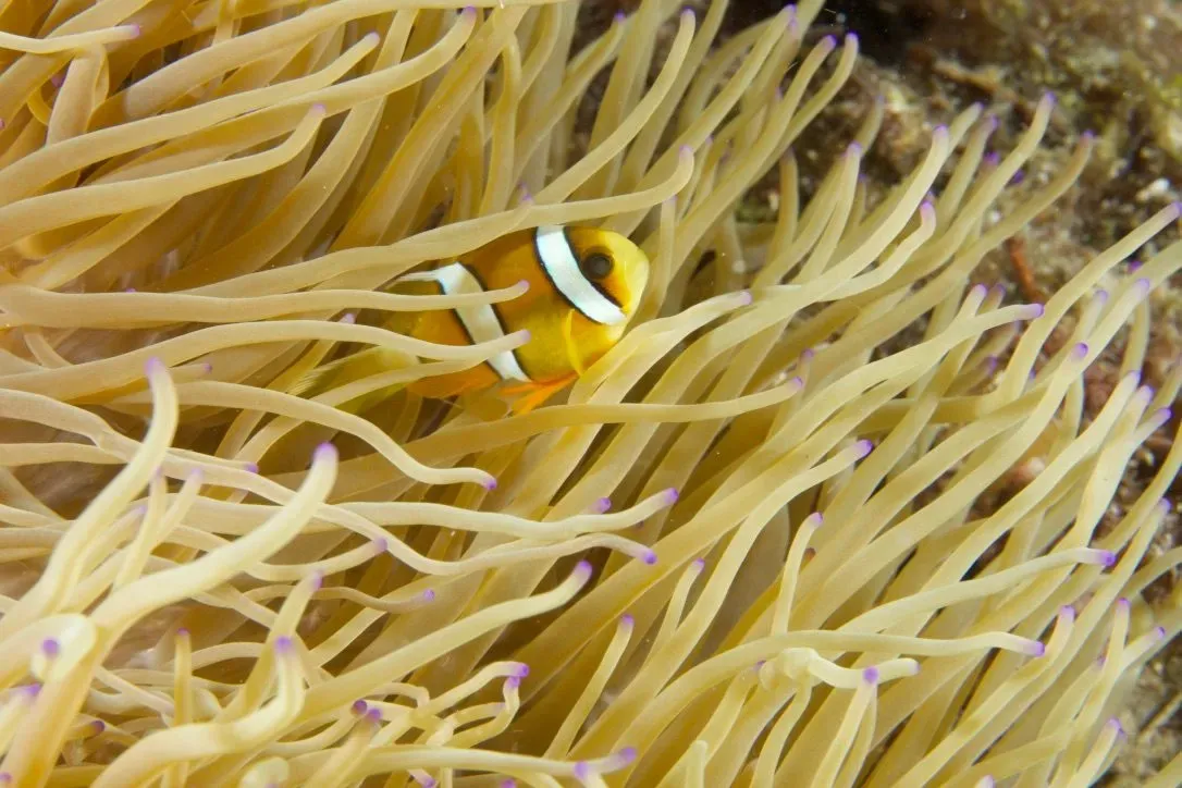 Филиппины, май 2025