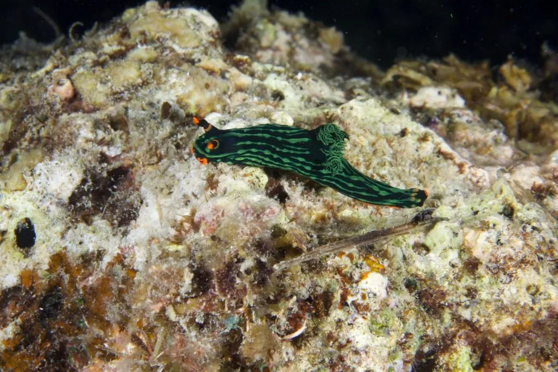 Филиппины, май 2025