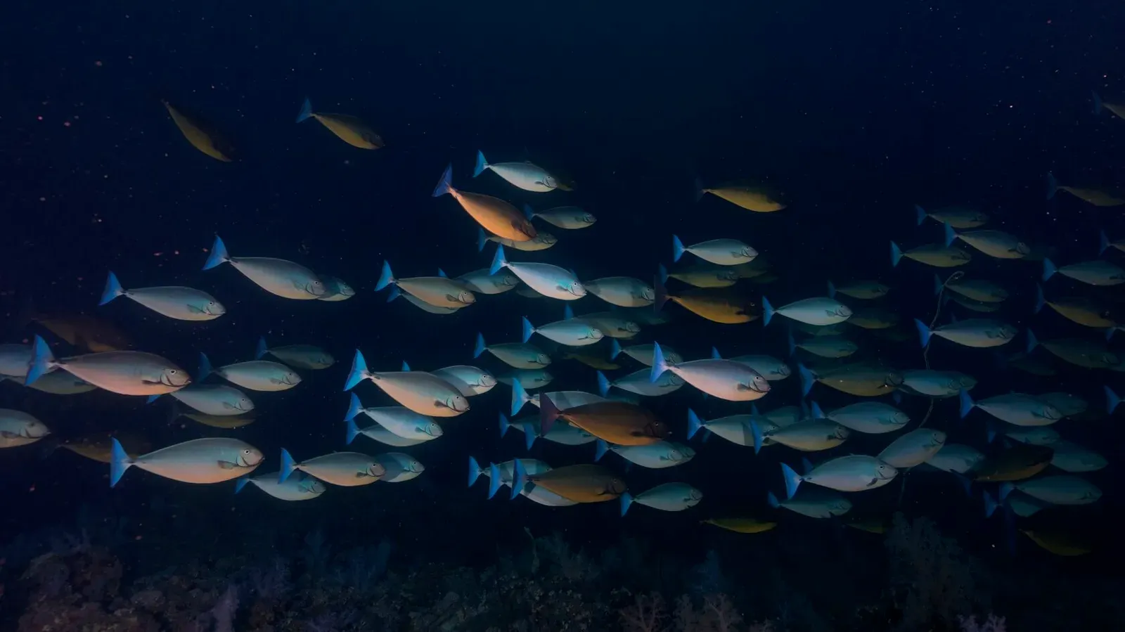 Саудовская Аравия, март 2025