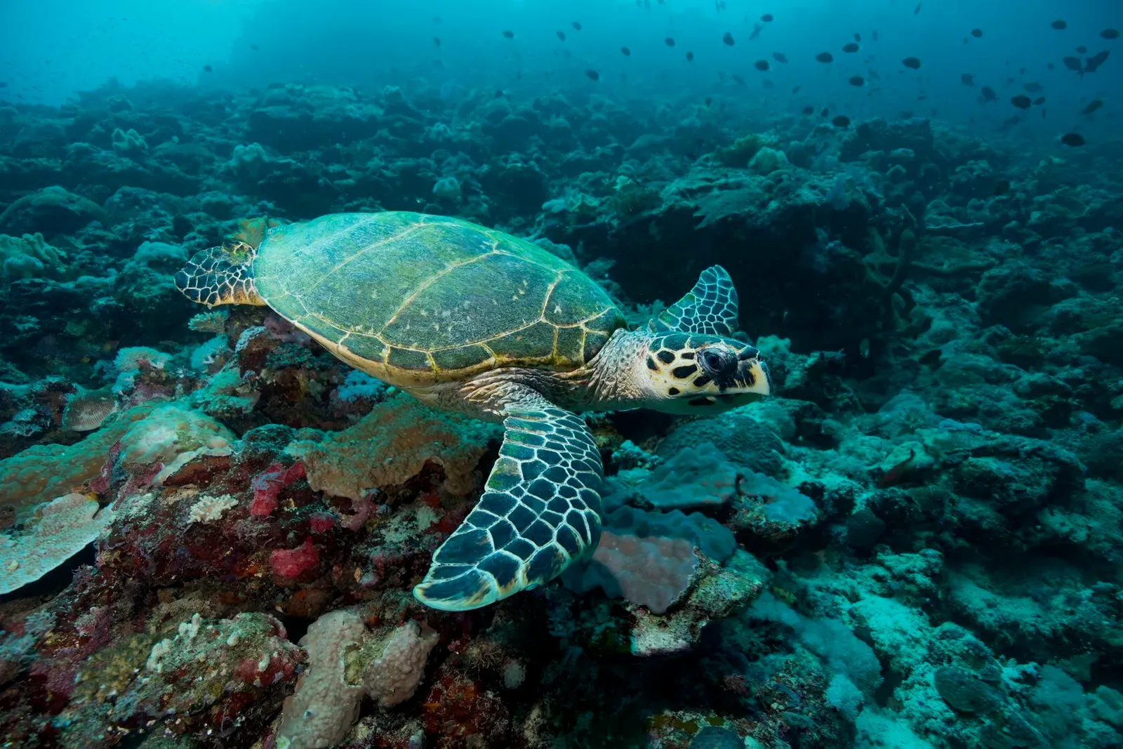 Саудовская Аравия, март 2025