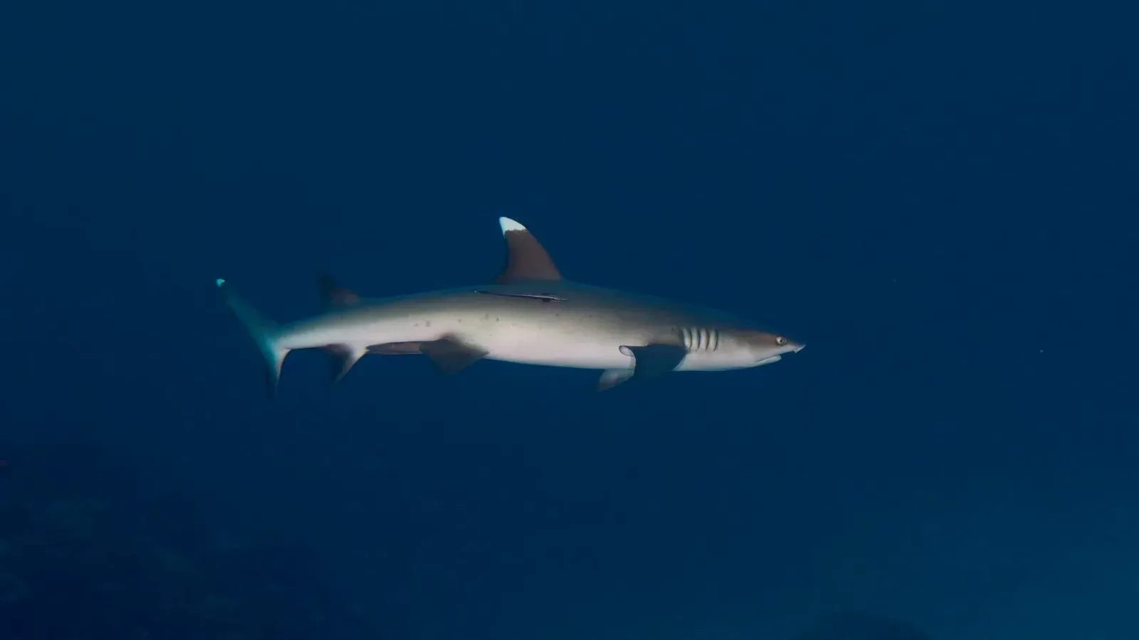 Саудовская Аравия, март 2025