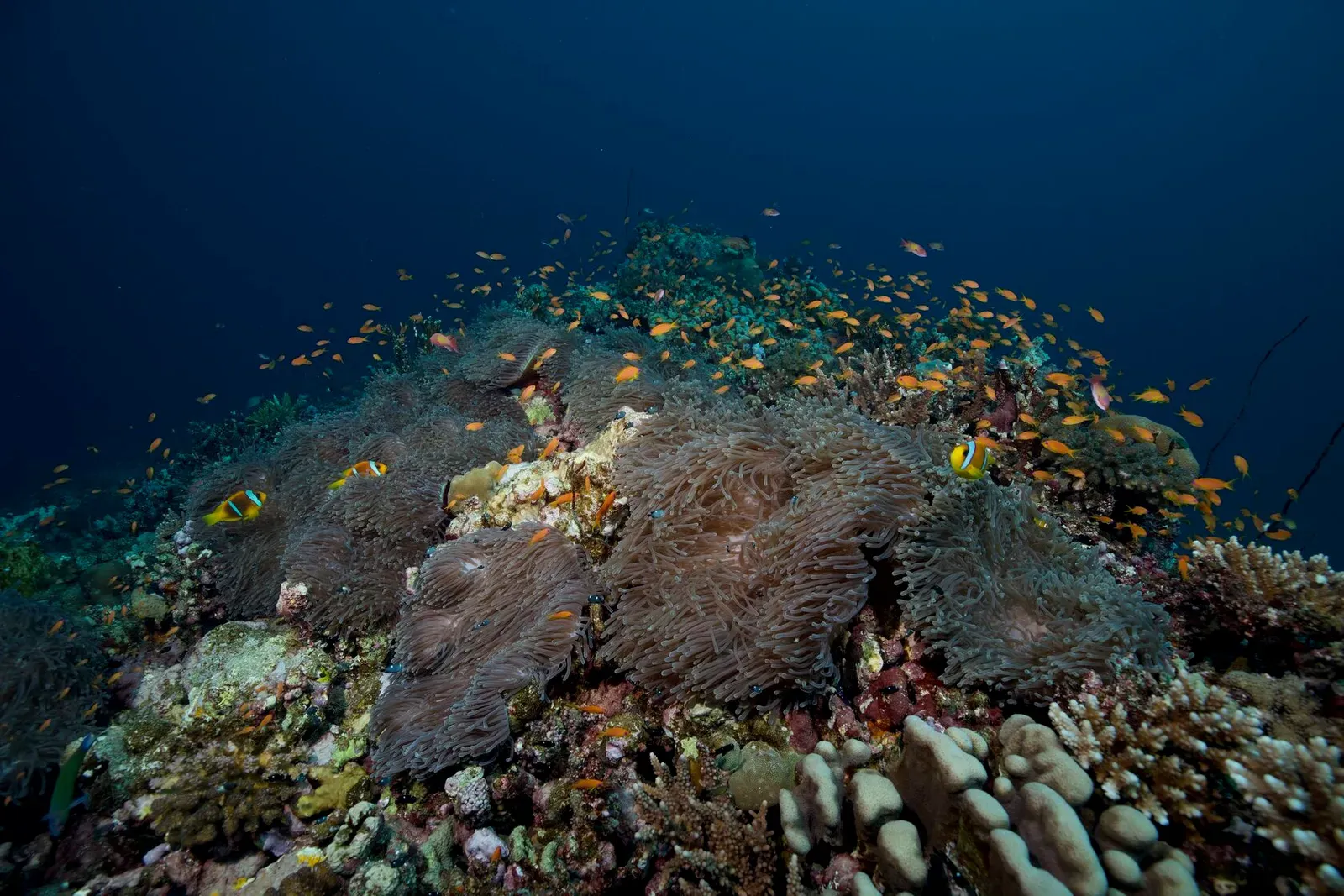 Саудовская Аравия, март 2025