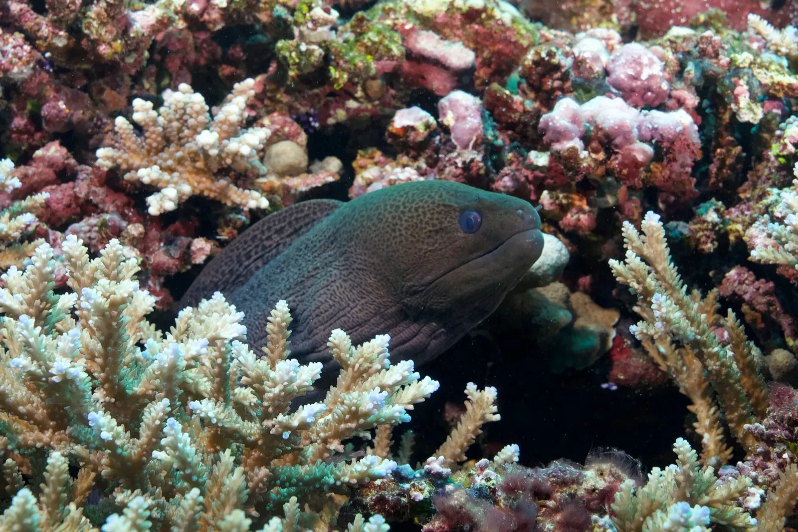 Саудовская Аравия, март 2025