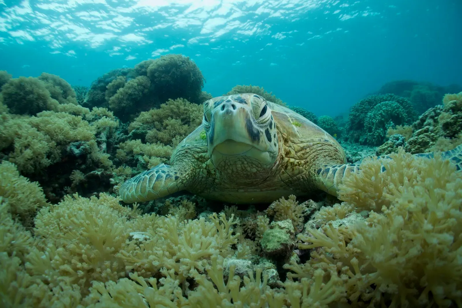 Сипадан, октябрь 2022