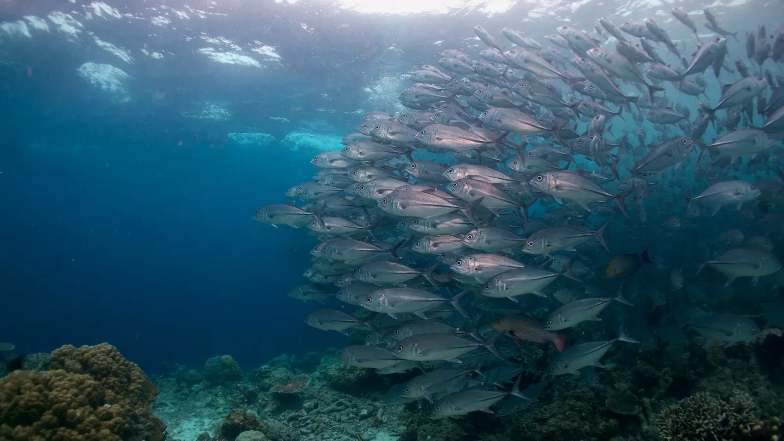 Сипадан, октябрь 2022