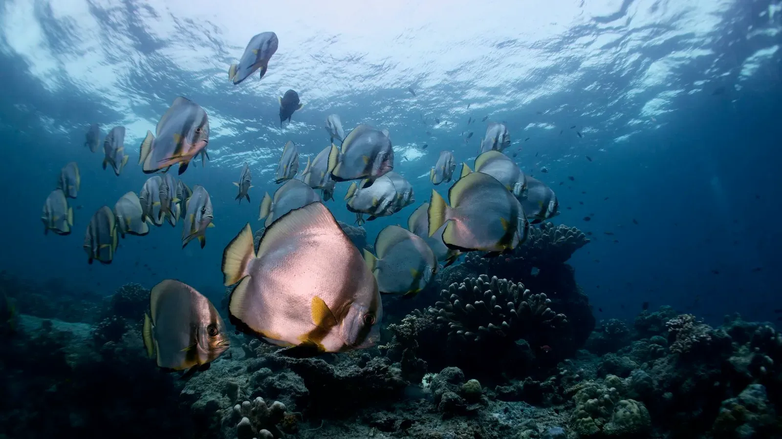 Сипадан, октябрь 2022