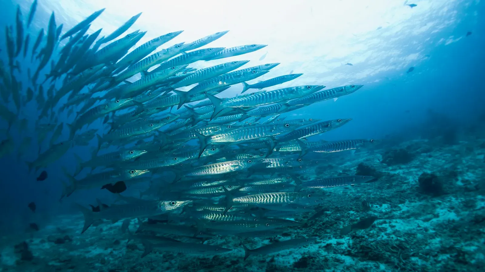 Сипадан, октябрь 2022