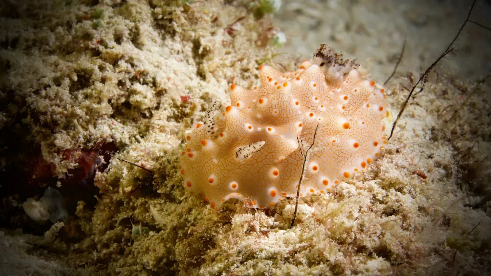 Сипадан, октябрь 2022