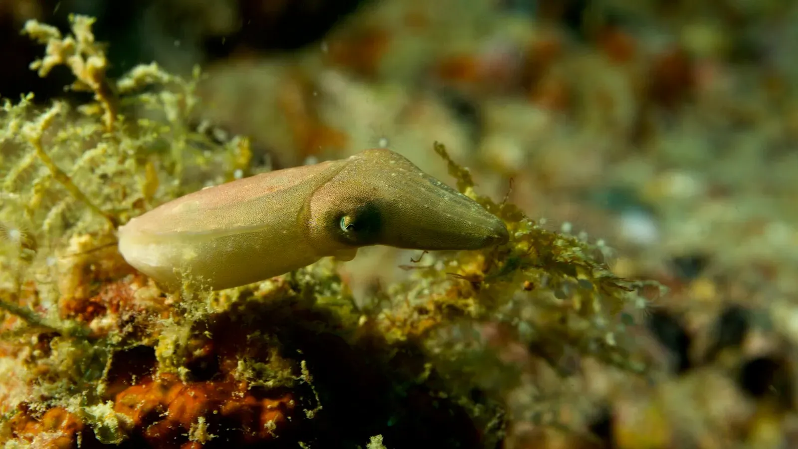 Сипадан, октябрь 2022