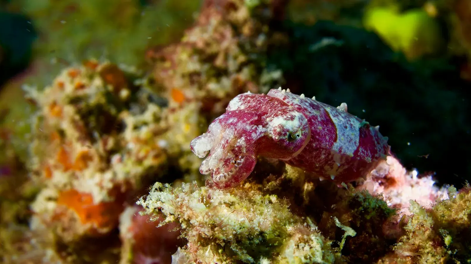 Сипадан, октябрь 2022