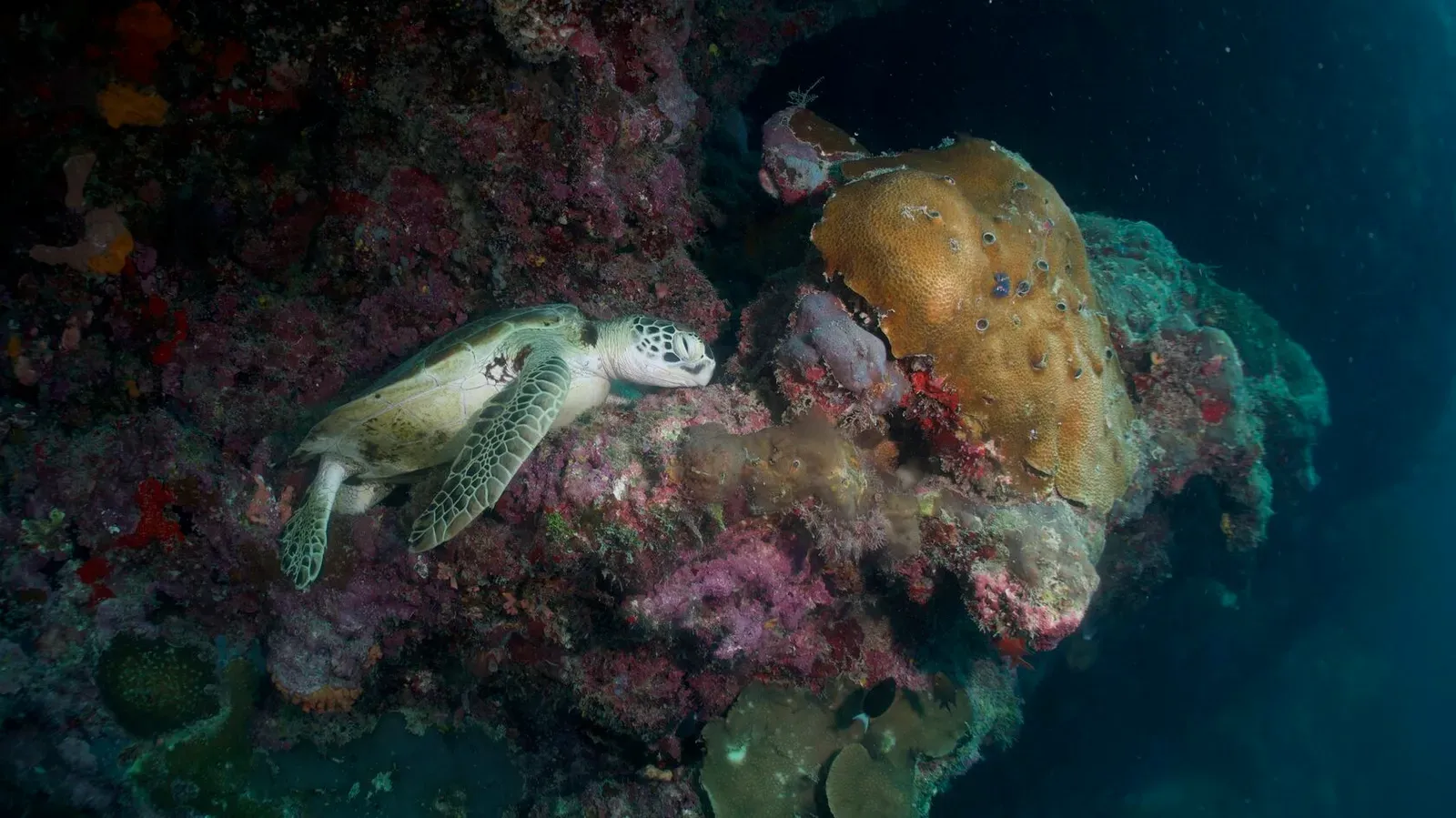 Сипадан, октябрь 2022