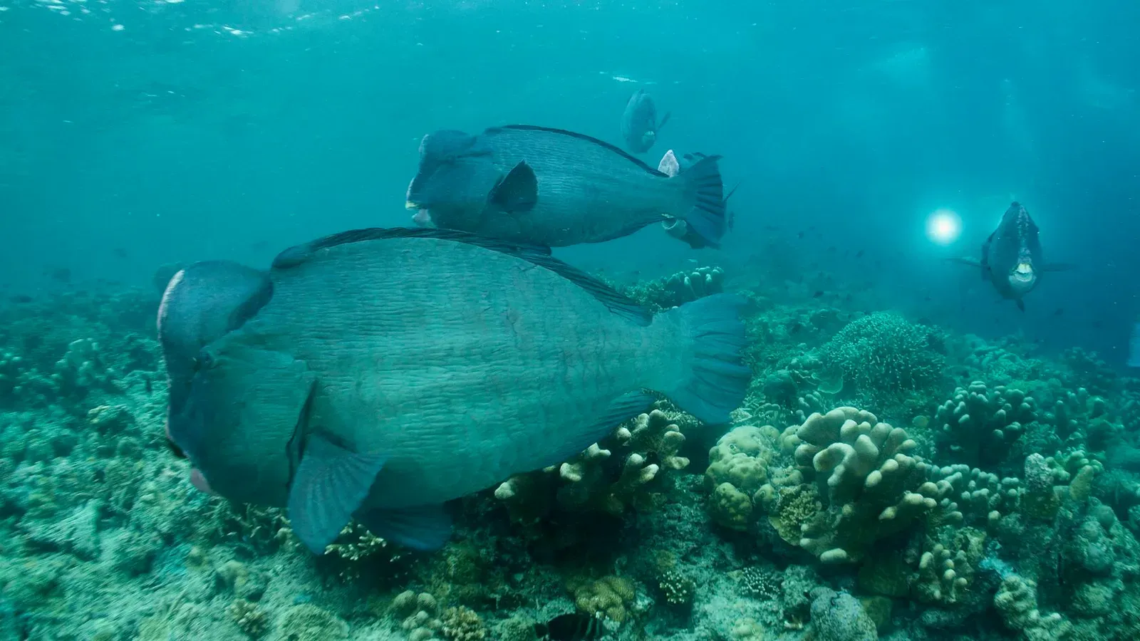 Сипадан, октябрь 2022