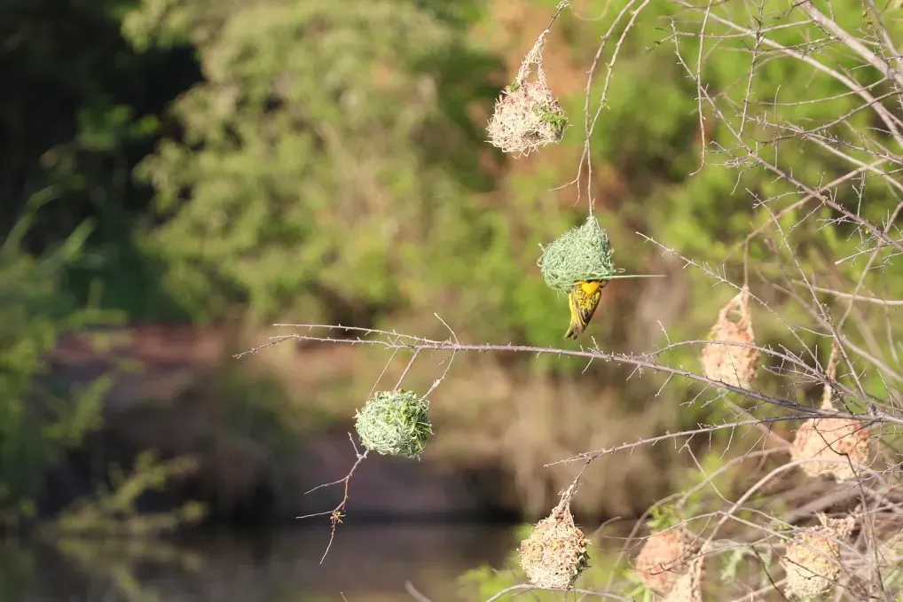 ЮАР, январь 2024