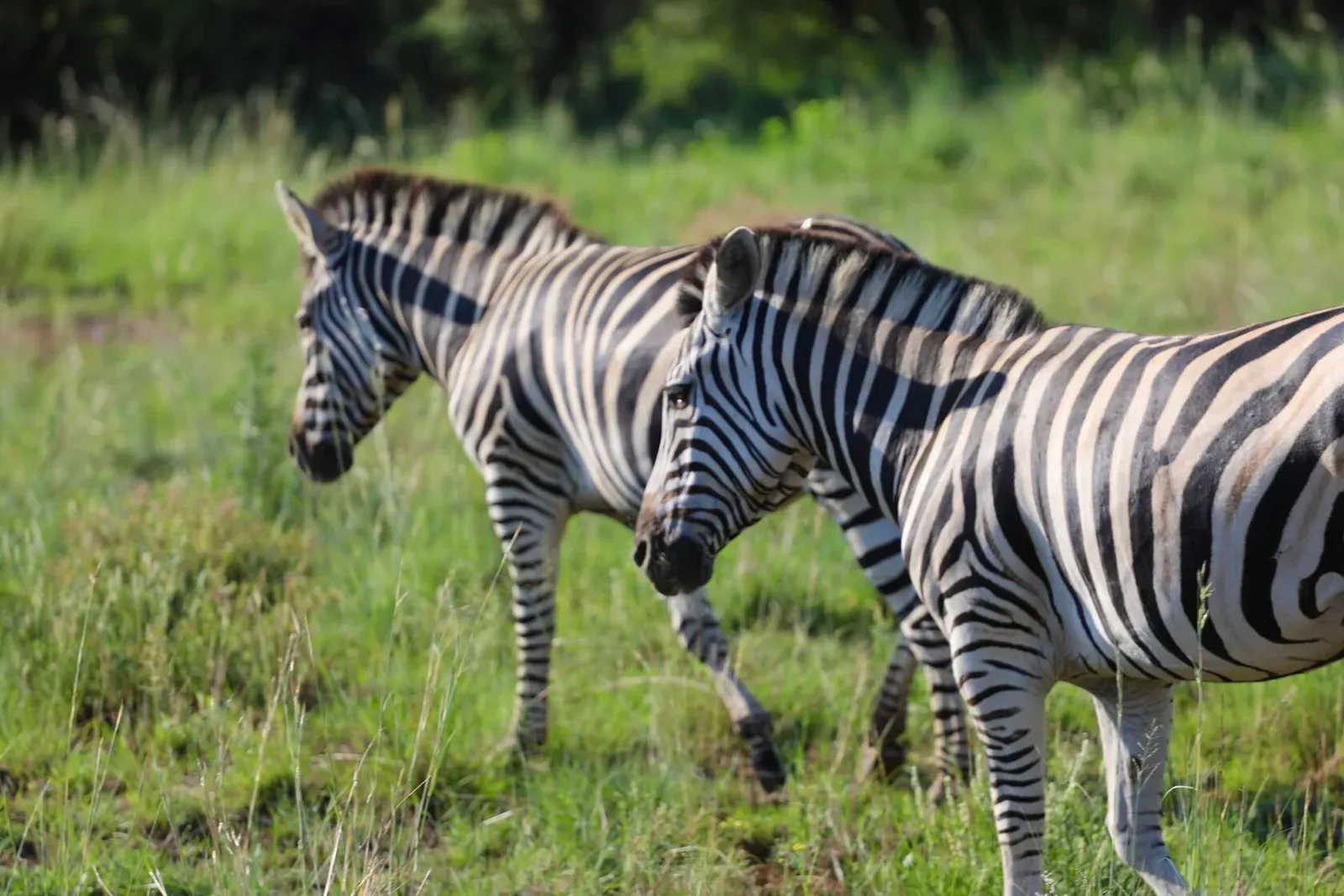 ЮАР, январь 2024