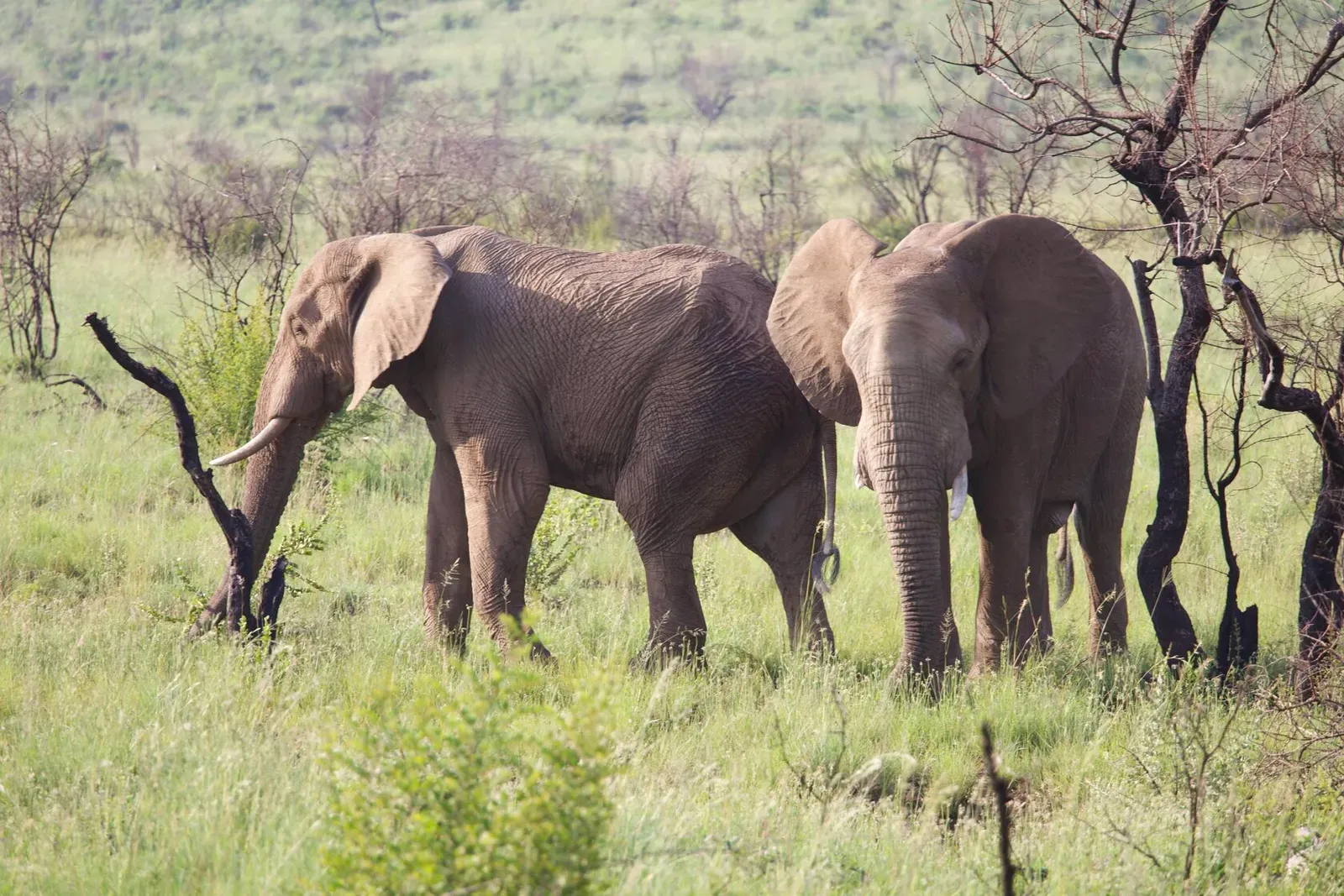 ЮАР, январь 2024