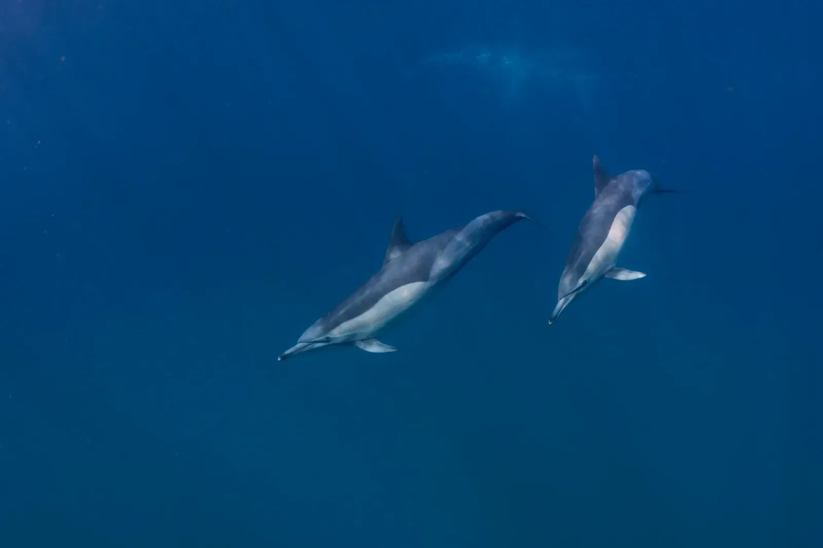 ЮАР, ход сардин, июнь 2024