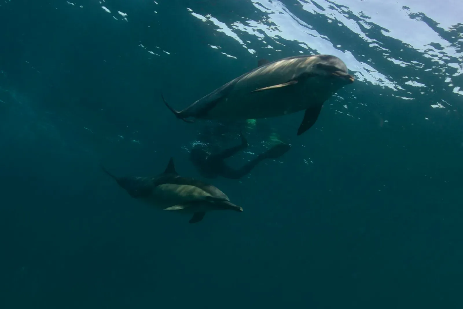 ЮАР, ход сардин, июнь 2024