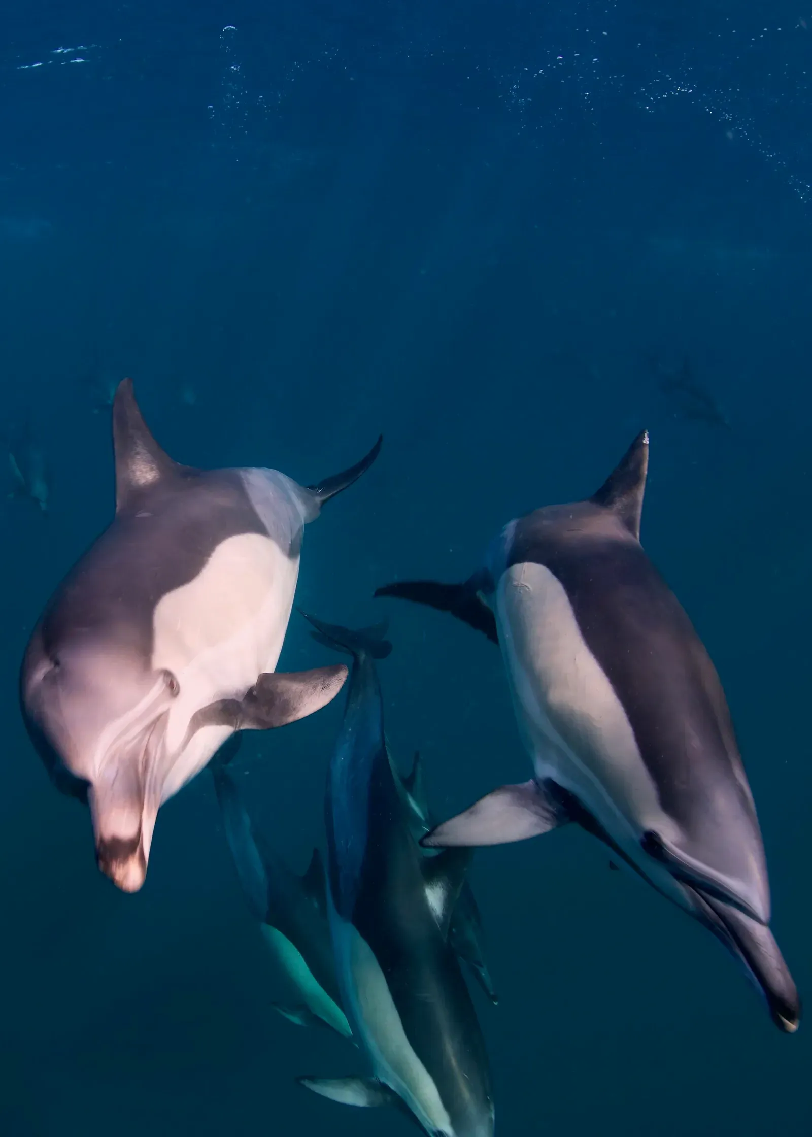 ЮАР, ход сардин, июнь 2024