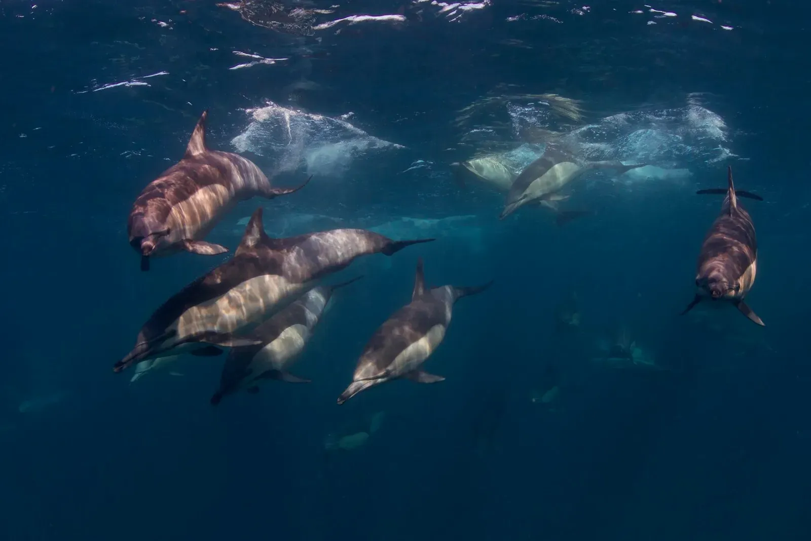 ЮАР, ход сардин, июнь 2024