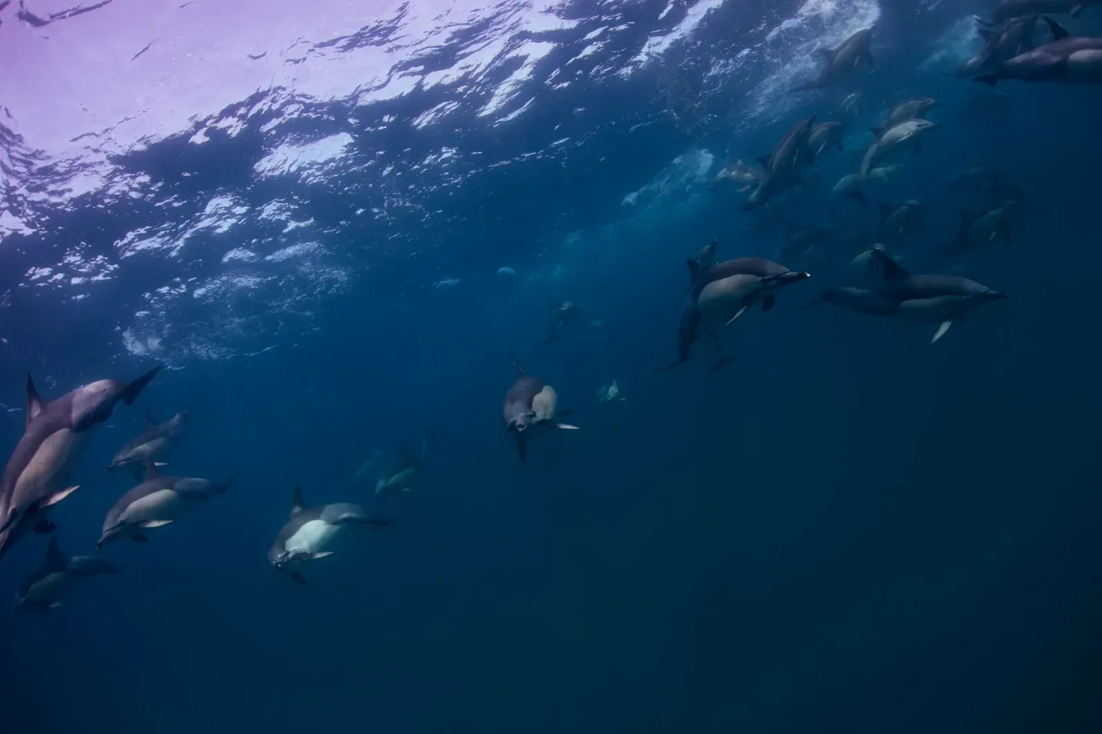 ЮАР, ход сардин, июнь 2024