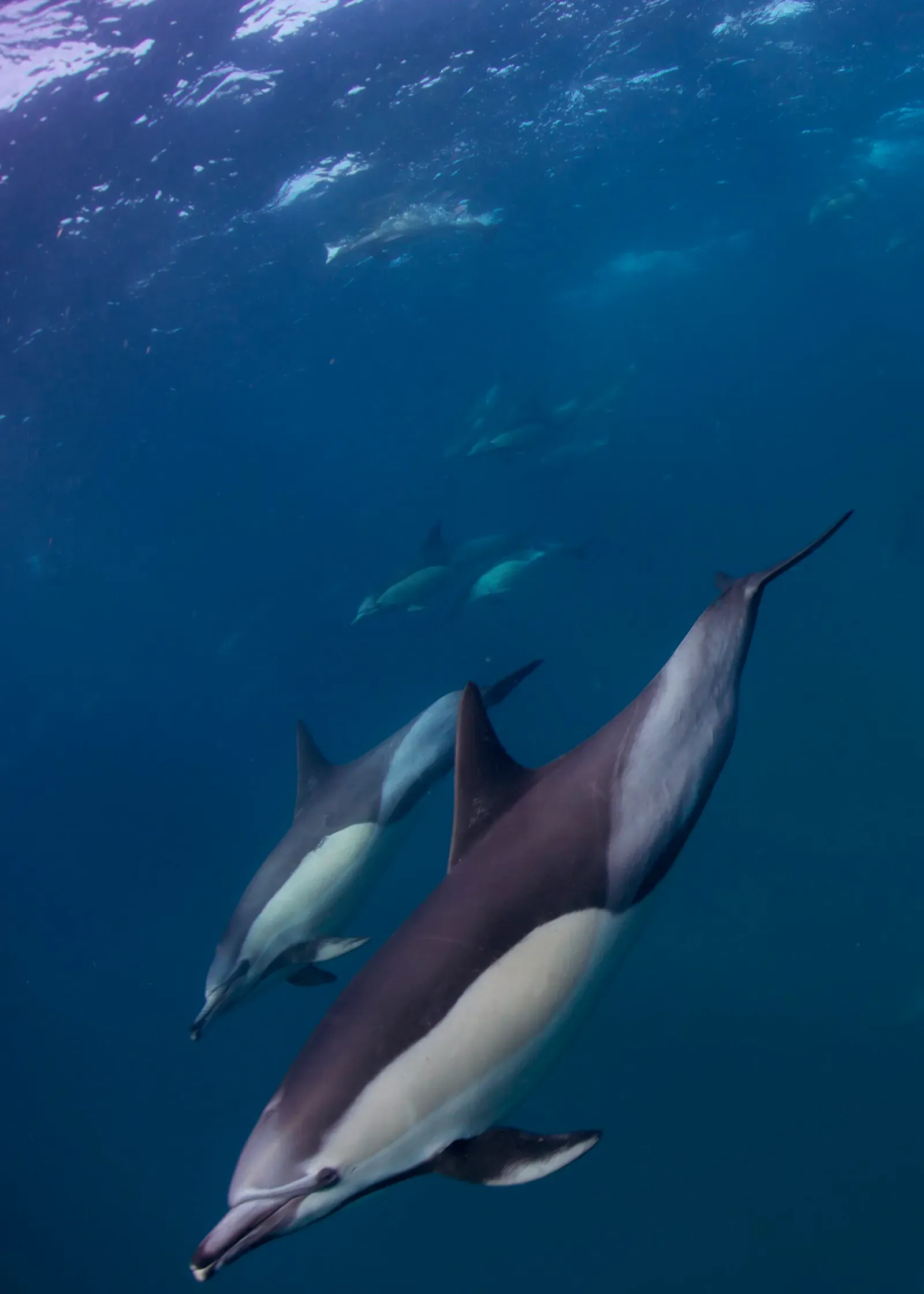 ЮАР, ход сардин, июнь 2024