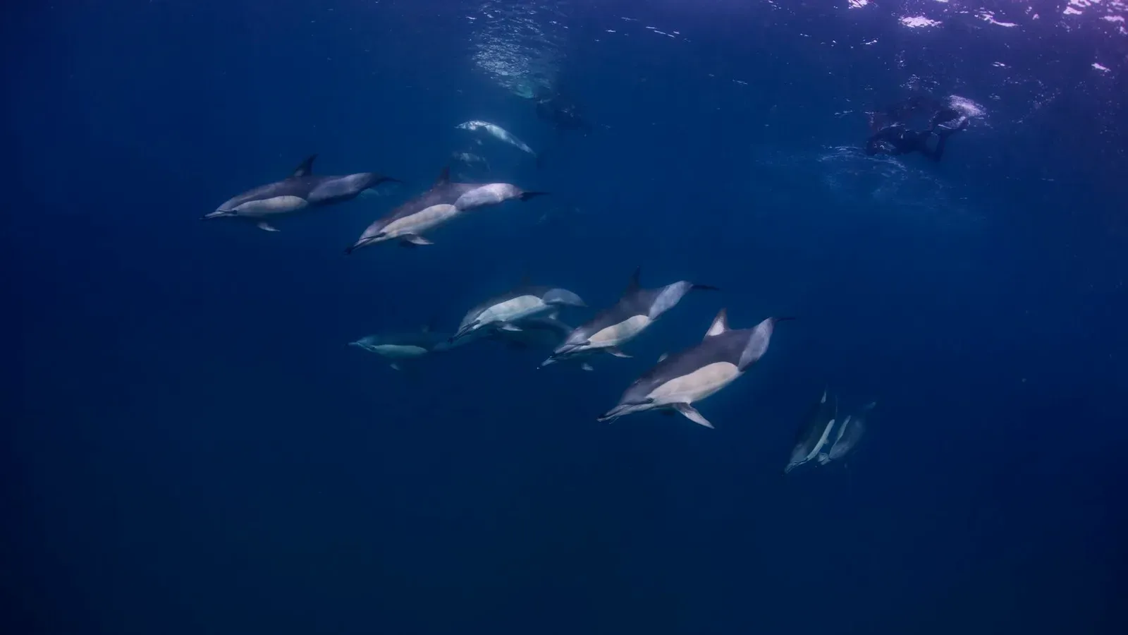 ЮАР, ход сардин, июнь 2024