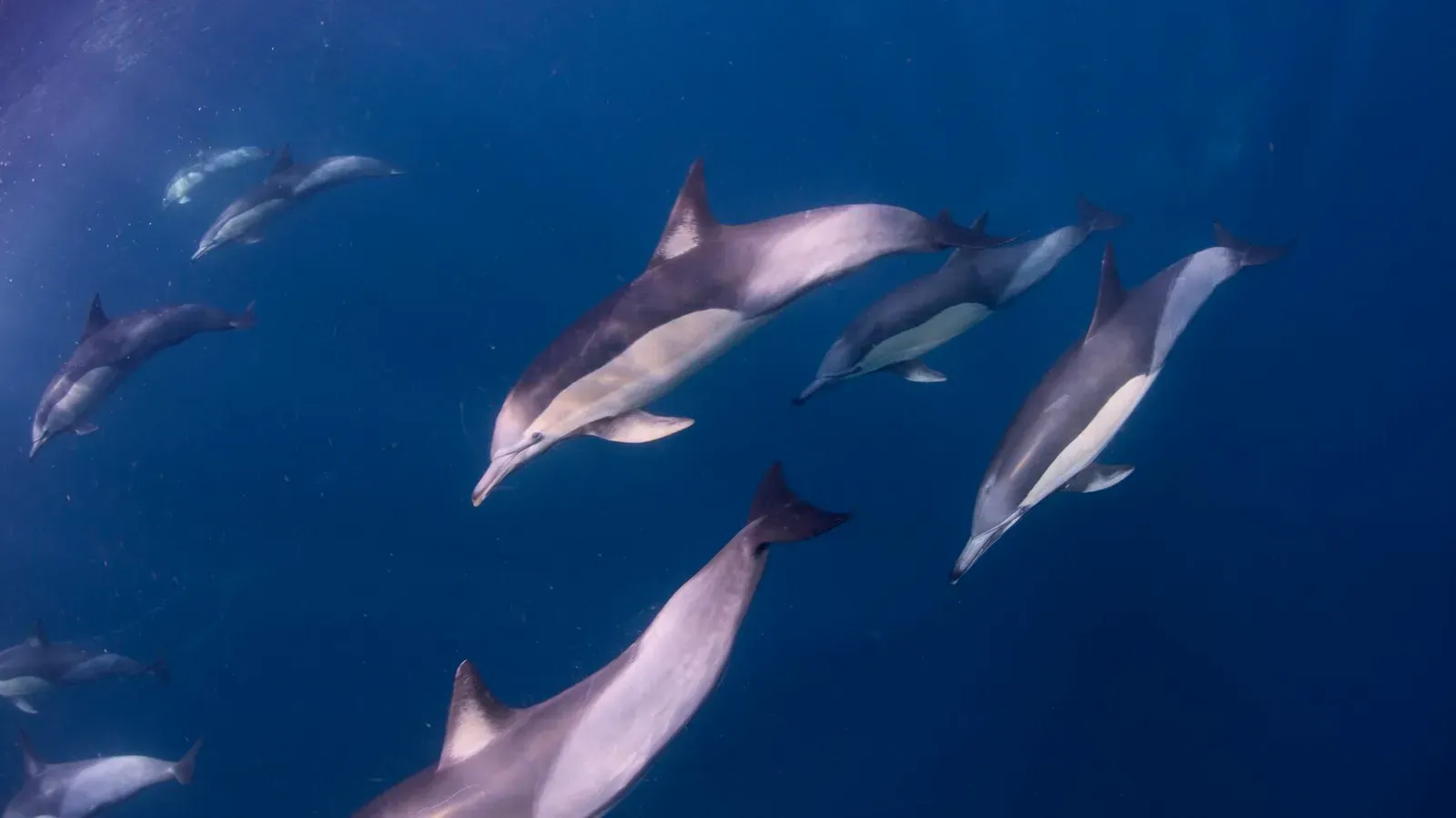 ЮАР, ход сардин, июнь 2024