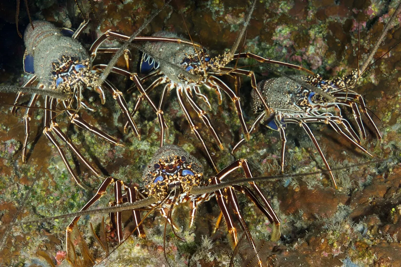 Остров св. Елены, январь 2025