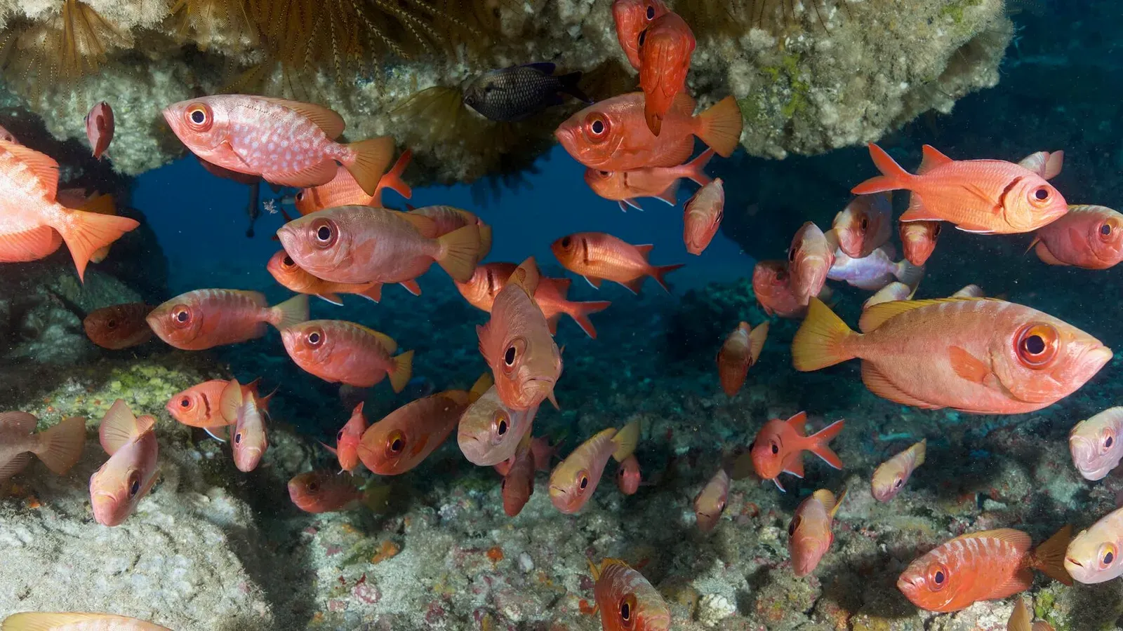 Остров св. Елены, январь 2025