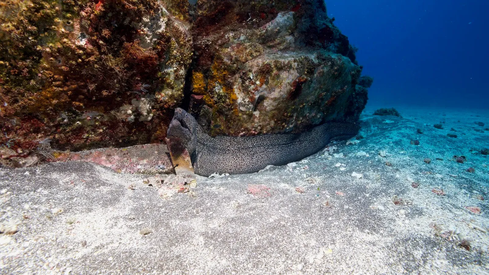 Остров св. Елены, январь 2025