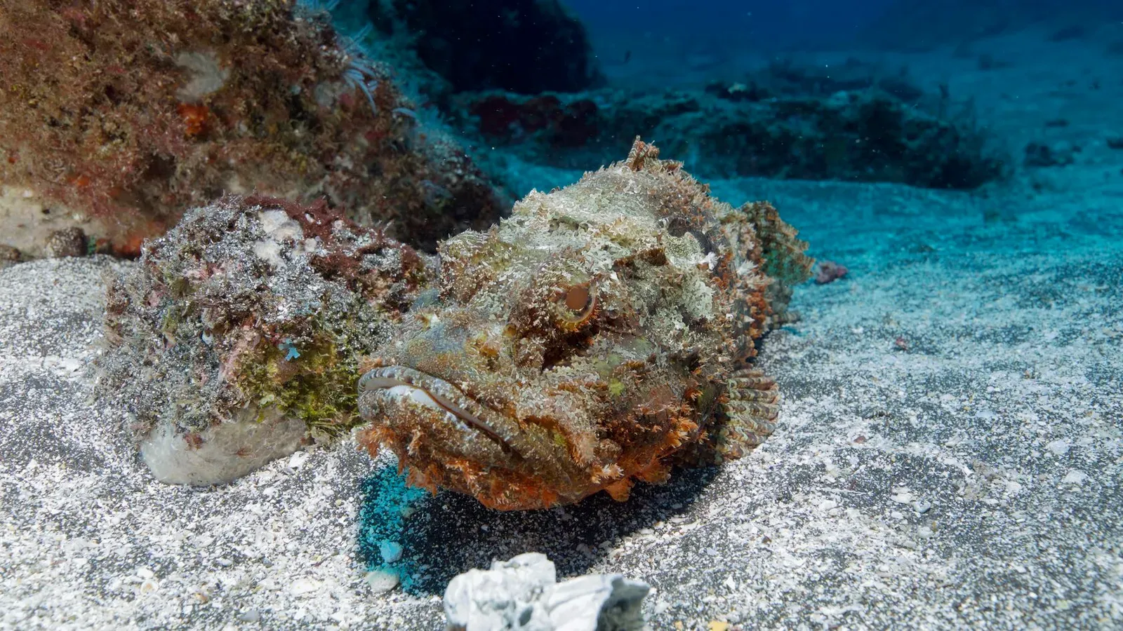 Остров св. Елены, январь 2025