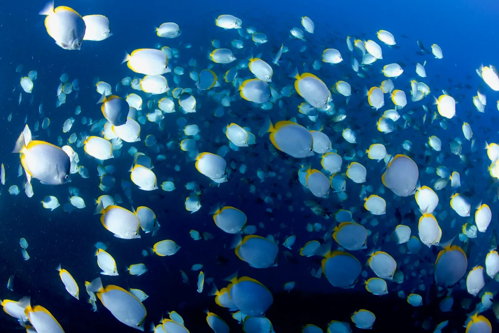 Остров св. Елены, январь 2025