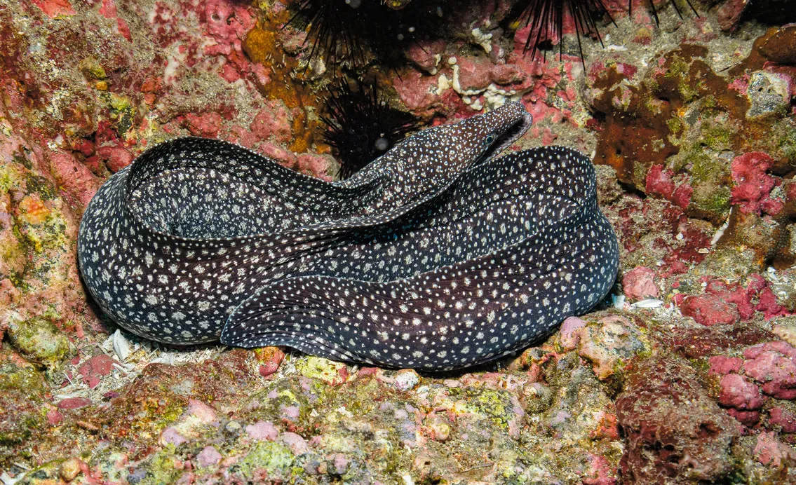 Остров св. Елены, январь 2025